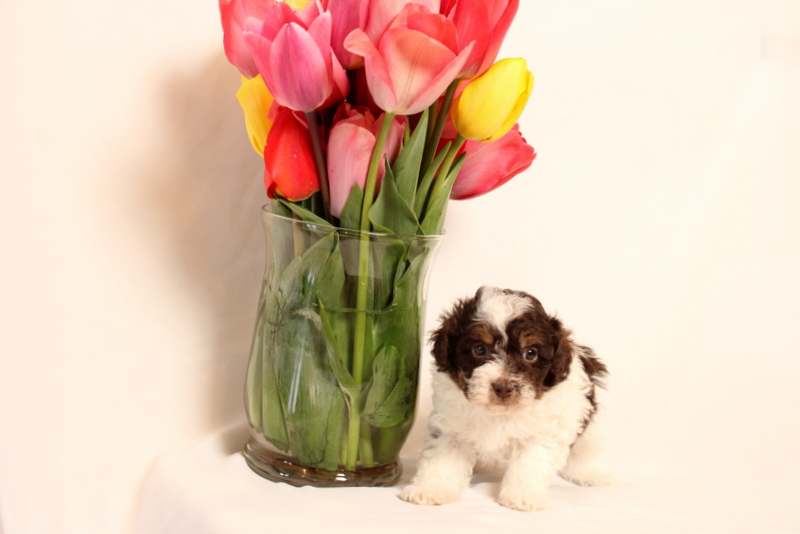 puppy, for, sale, Toy Poodle, Matthew B. Stoltzfus, dog, breeder, Gap, PA, dog-breeder, puppy-for-sale, forsale, nearby, find, puppyfind, locator, puppylocator, aca